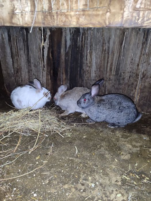 Продам кроликов , кролы и крольчихи .