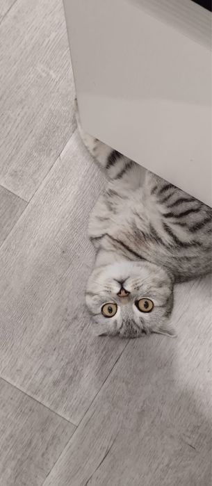 Отдам кошку,год,вислоухая шотландка,лоток знает,игривая