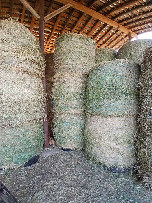 Baloti rotunzi de lucernă