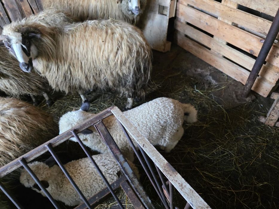 Se vinde 7 oi cu miei