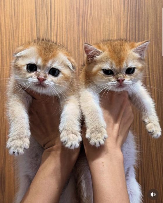 Золотые котята мимимишки