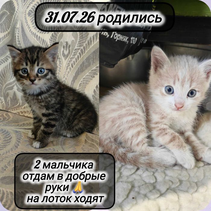 Отдам котят в добрые руки