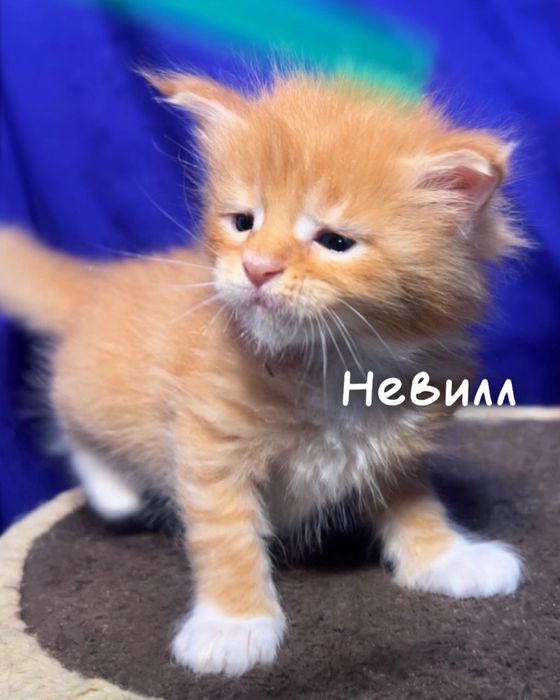 Котята мейн-кун из проф питомника.