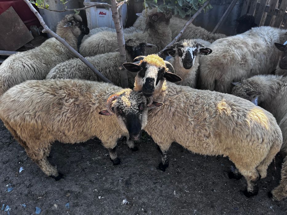 Vand miei  pretul este pe kg sau la bucata