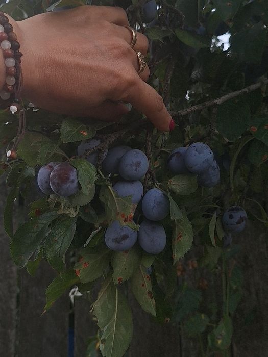 Vand prune negre