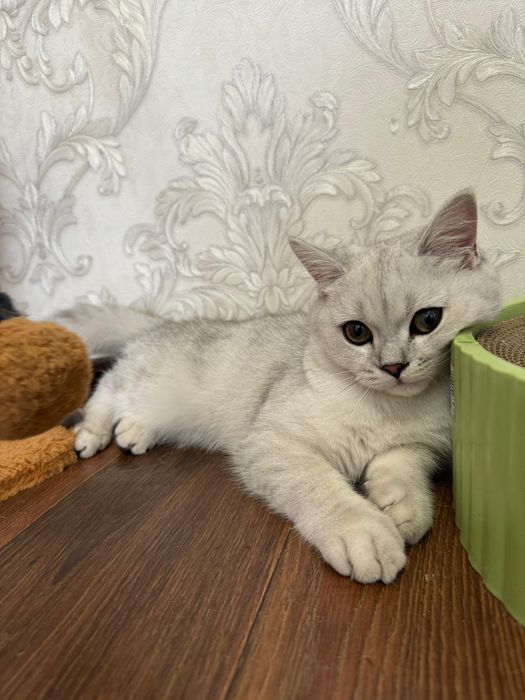 продам кота британ