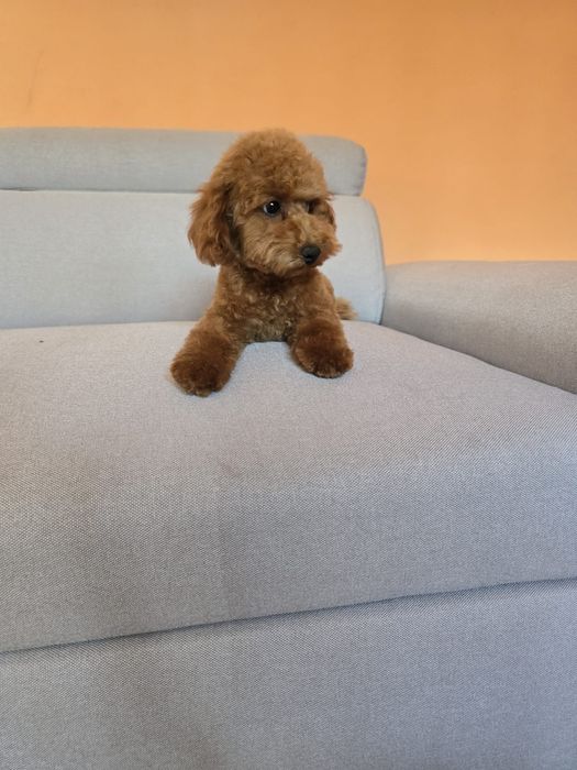 Băiețel Pudel toy roșcat Red