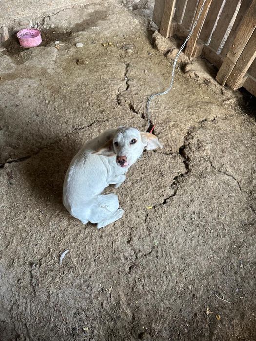 Собака породы Спаниель