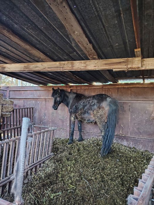 Бие сатылады отенайда