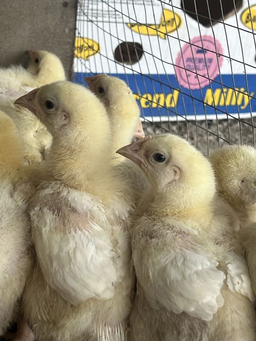 Бролерлар сотилади сони чекланмаган