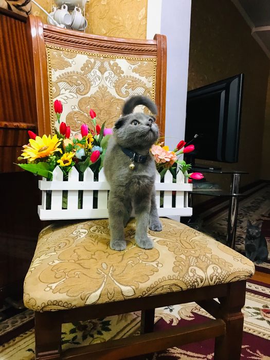 Продаётся Вислоухий Котёнок