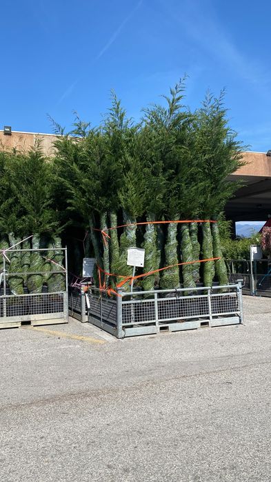 Cupressocyparis Leylandii la ghiveci 3-4m