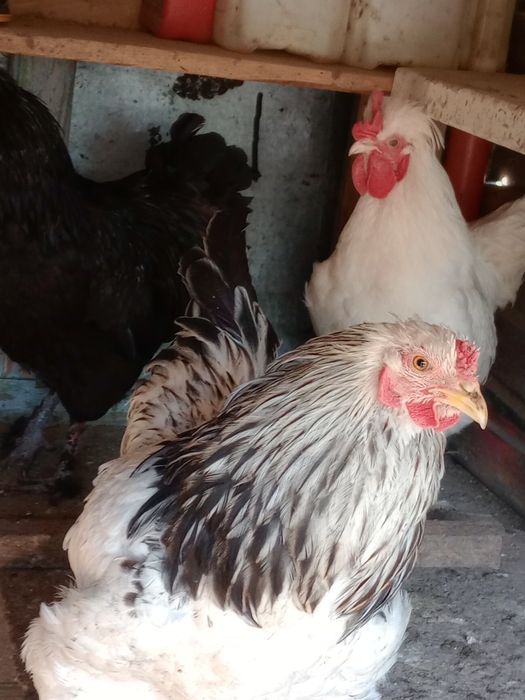 Vând 4 cocoșei moțați încălțați