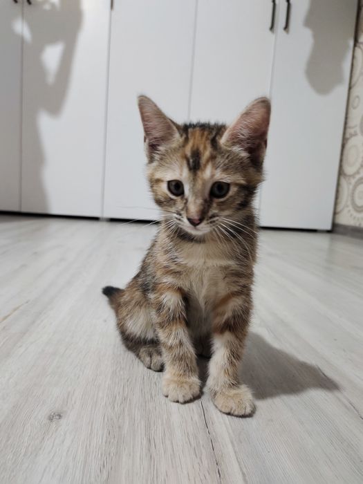 Отдам котят в хорошие руки
