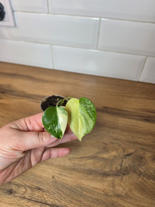 Монстера крем чиз (Monstera 'Cream Cheese')
