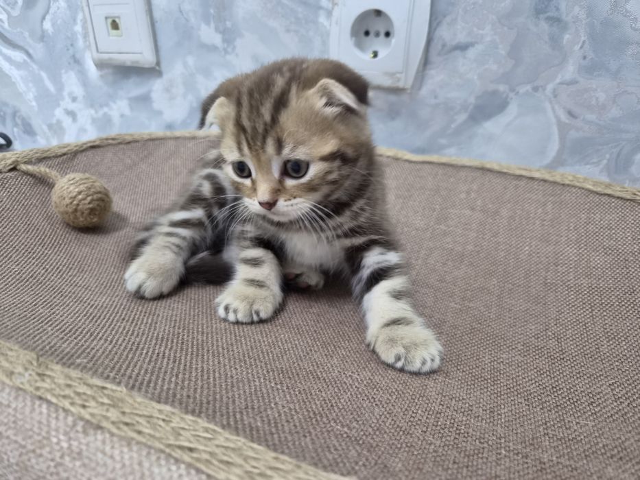 Продаются котята