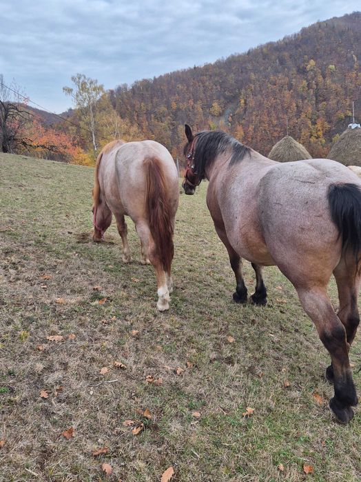 Vand manza 1 an si 2 luni,