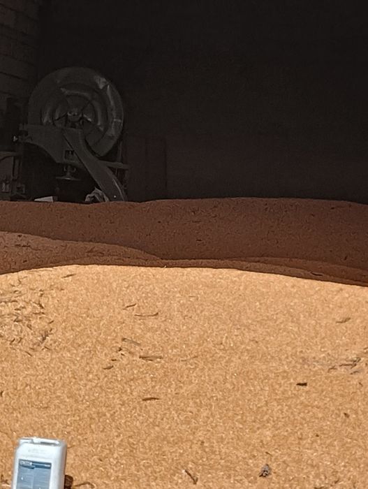 Porumb boabe recolta și 2024 și 2025