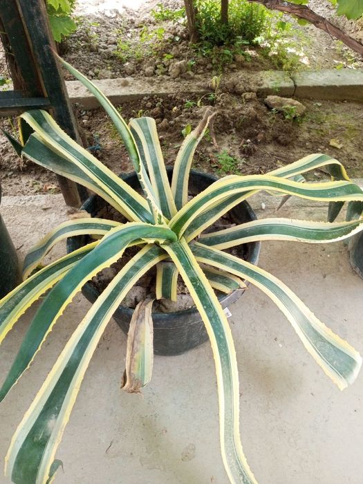 Xonaki gullar xamyonbop narxda