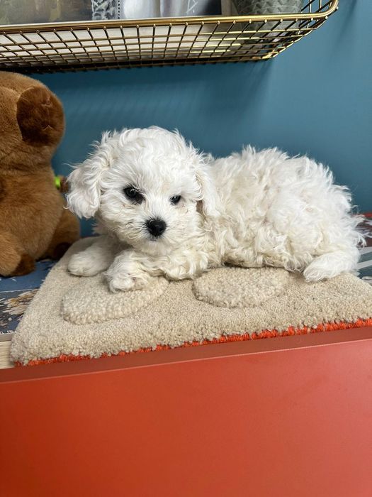 Бишон фризе момче