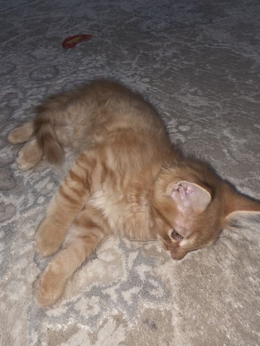 Котёнок в добрые руки