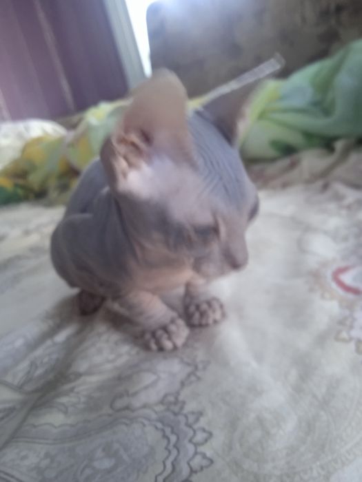 продам кошечку сфинкс