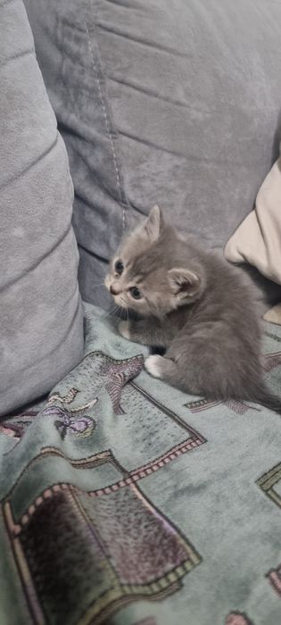 в добрые руки котят