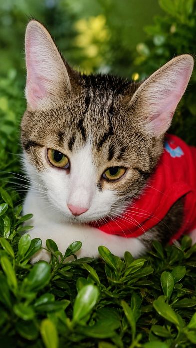 Юла красивый котёнок