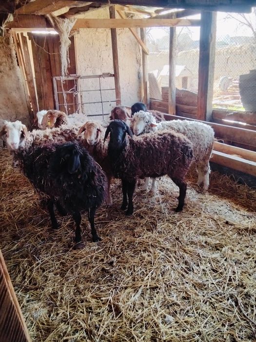 Продаю тохты 9 голов