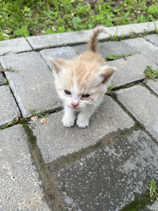 Отдам трех котят в хорошие руки!!