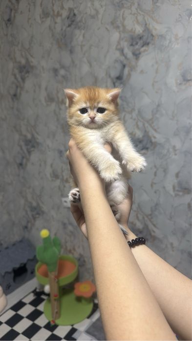 Продаётся колор поинт и золотая шиншила 250$ уе
