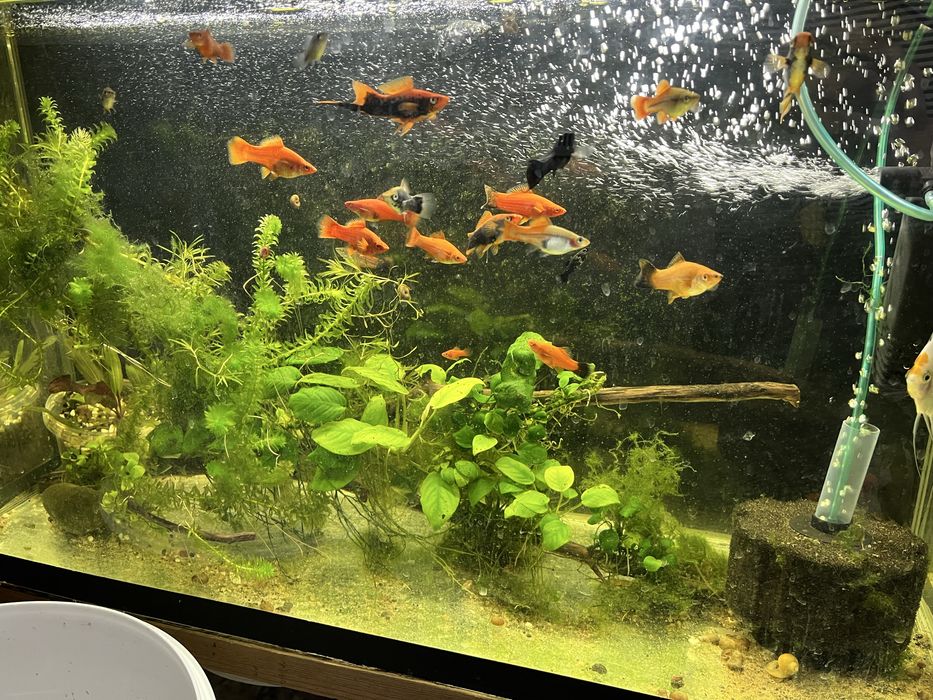 Меченосцы микс