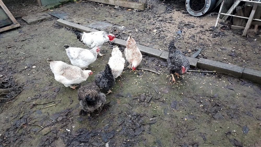 Vând găini si cocoș