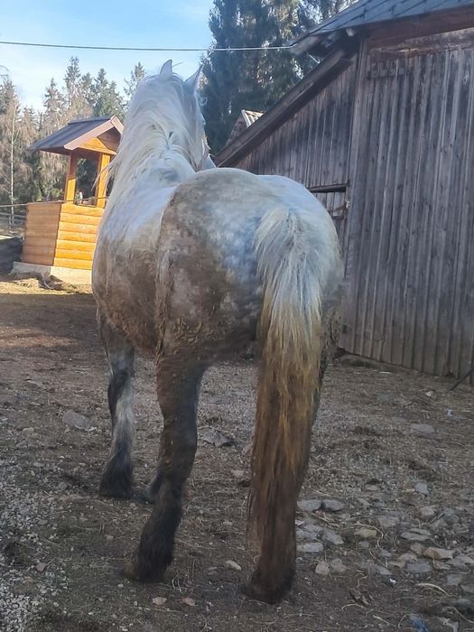 Iapa de5 ani de vanzare