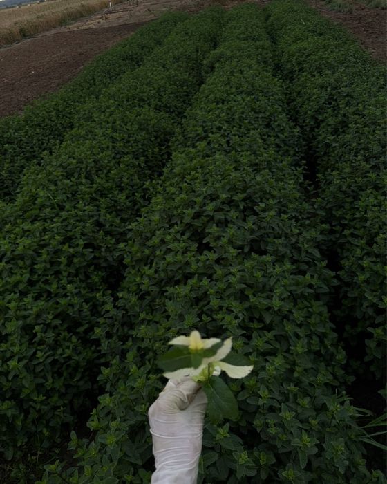 Mentă olandeză crescută natural