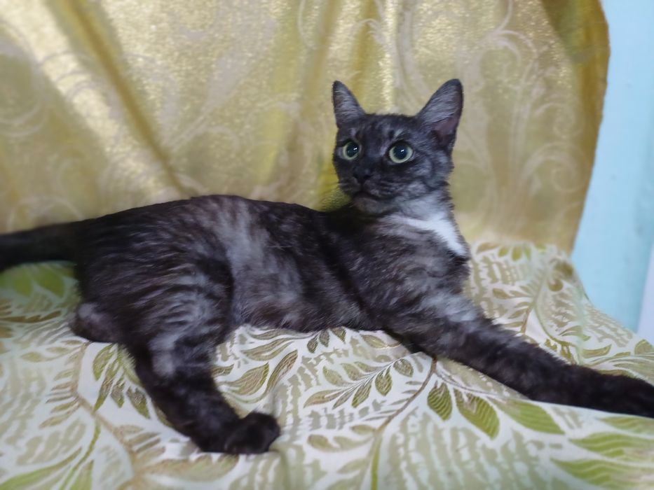 Котёнок-кошечка Серафима