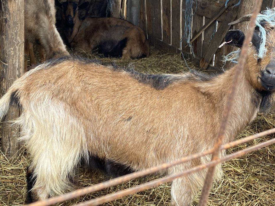 Capra si tap de vinzare