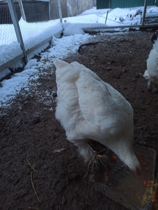 Есть 6 бройлер кур