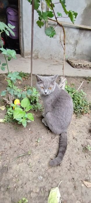 Срочно продам котенка