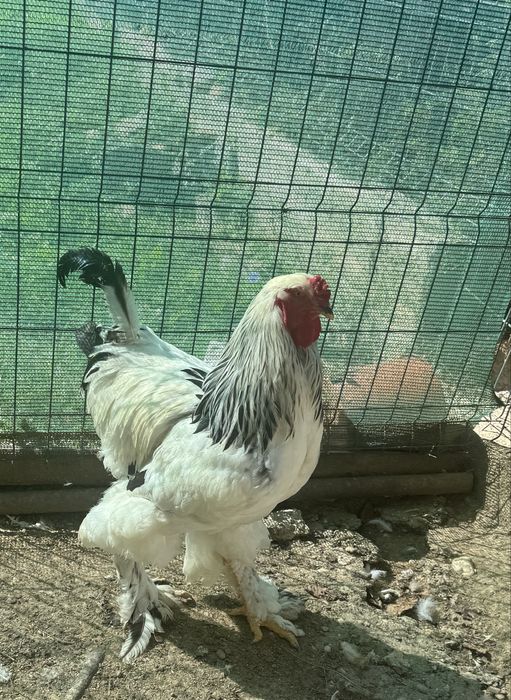 Vand cocoși brahma Herminat