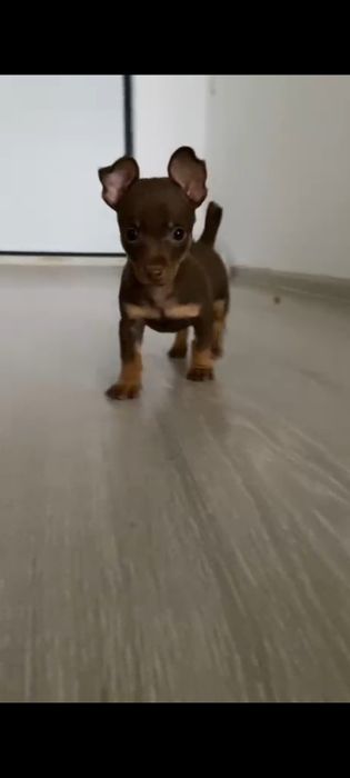 Тойтерьер Мини щенок