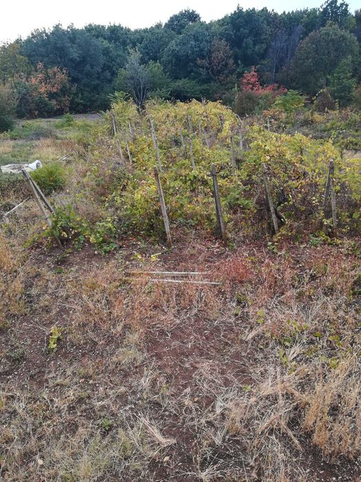 Продава се Парцел в Монтана, м-т Палековото - 1172 кв.м за 4 €/кв.м - Снимка #2