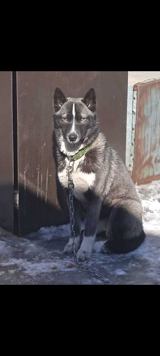 отдам в хорошие руки щенка. щенки