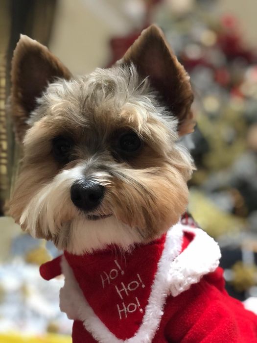 Servicii tuns caini, pisici, iepurasi fără anestezie, fără programare