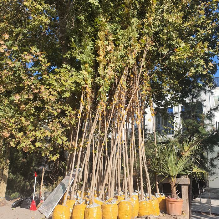 Каштан Липа Лола Чинор  Терак Дупь  Килён дарахтлари бор достовка бор