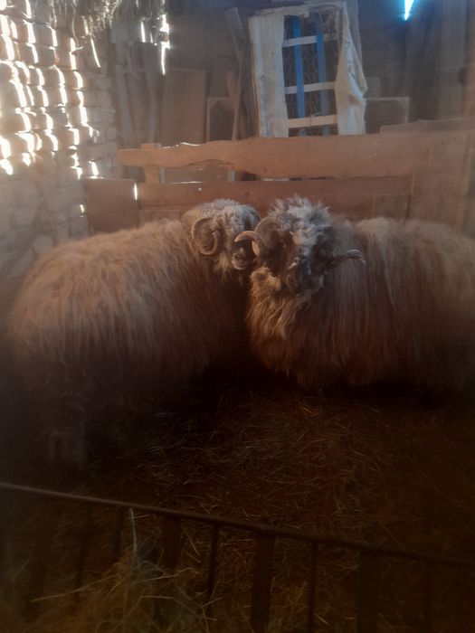 De vânzare berbeci stramiori