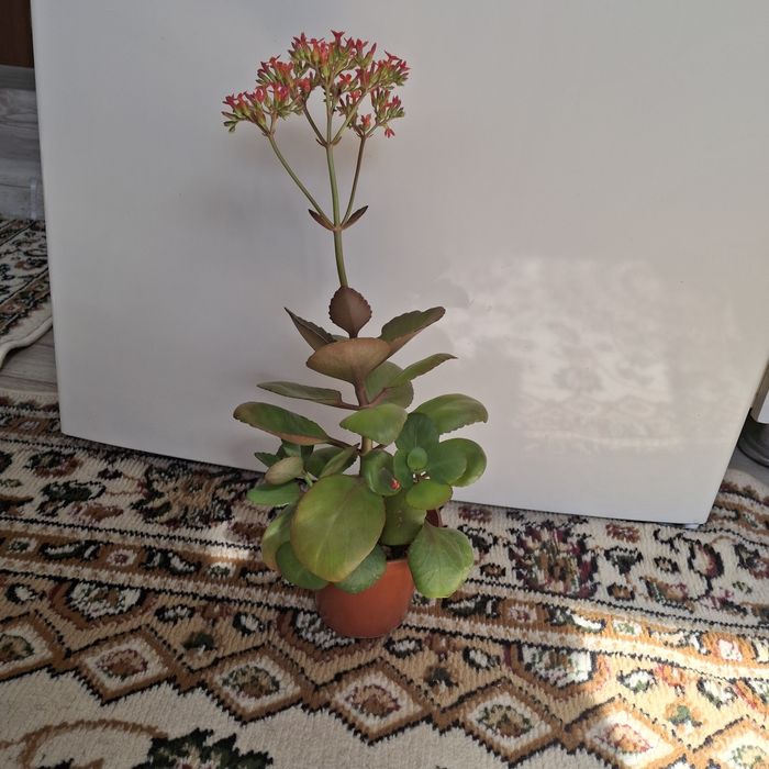 Продам цветы разные