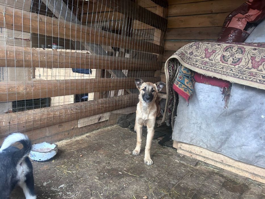 Отдадим в хорошие руки