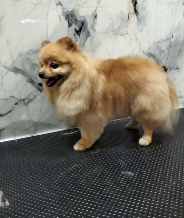 Стрижка кошек и собак