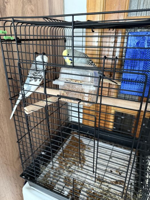 Попугаи породистые,мальчик и девочка! Вместе с сеткой